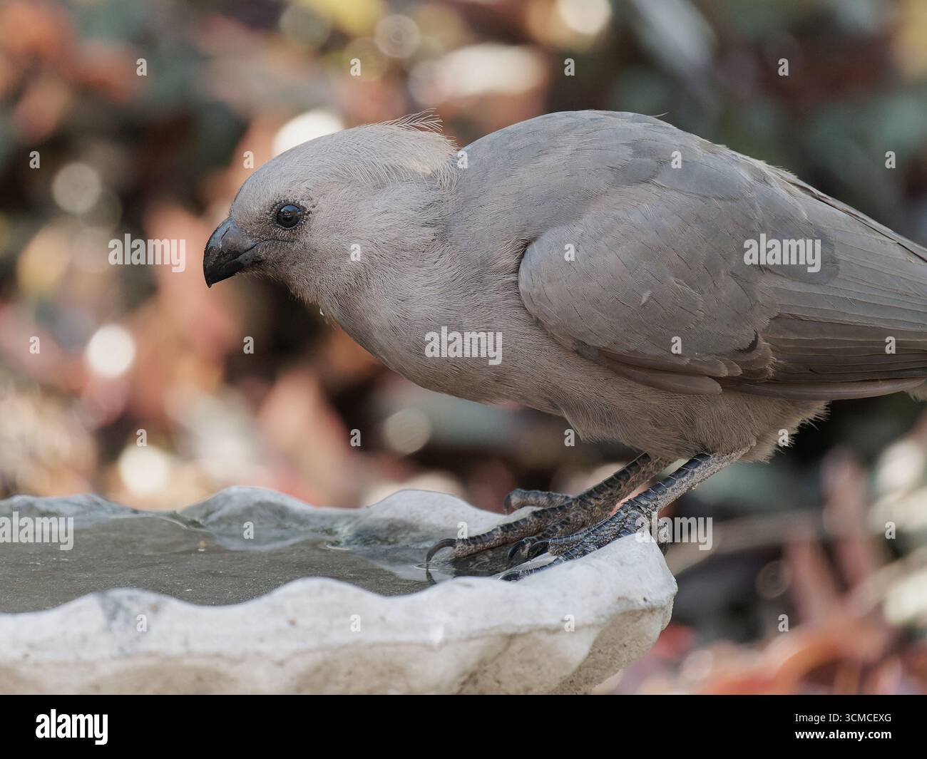 Grigio andare lontano Bird Foto Stock