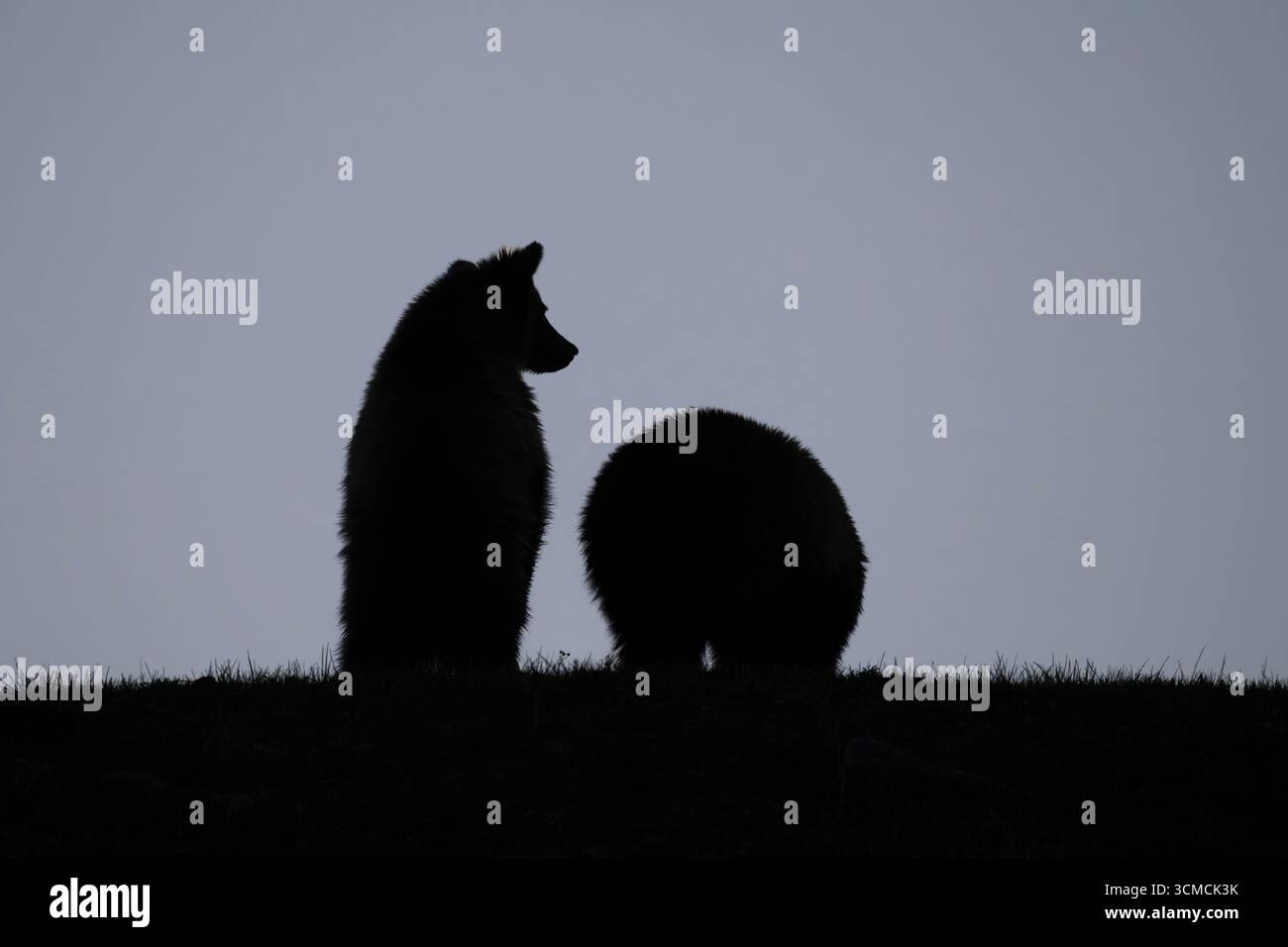 Grizzly Bear (Ursus arctos) coppia di accoppiamento all'alba. Fine maggio nel parco nazionale di Yellowstone, Wyoming. Foto Stock