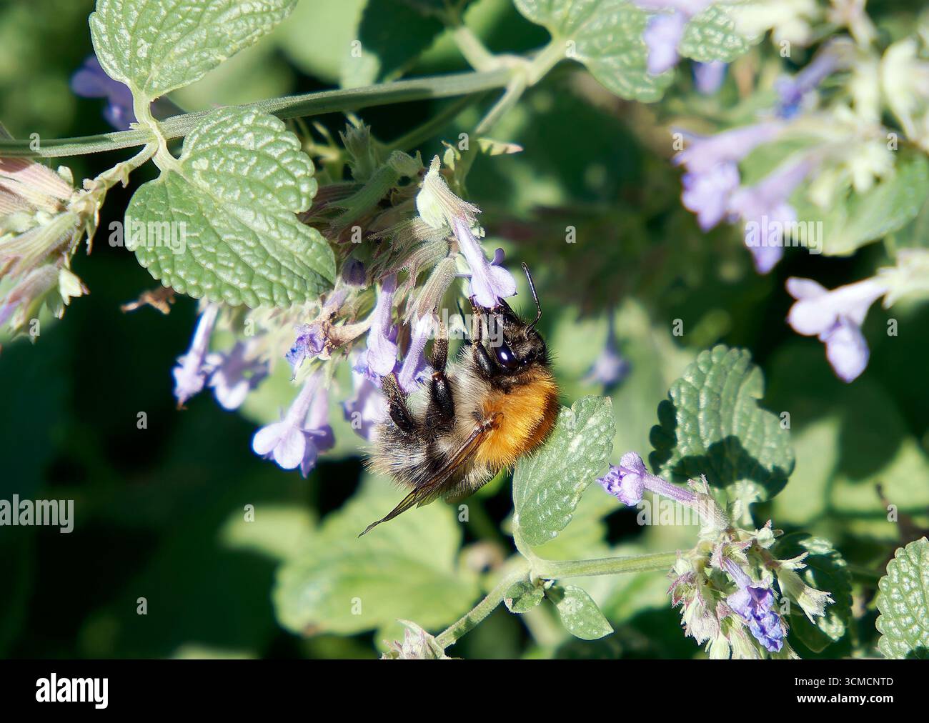 Api cardine, Ackerhummel, Bourdon des champs, Bombus pascuorum, mezei poszméh, Budapest, Ungheria, Magyarország, Europa Foto Stock