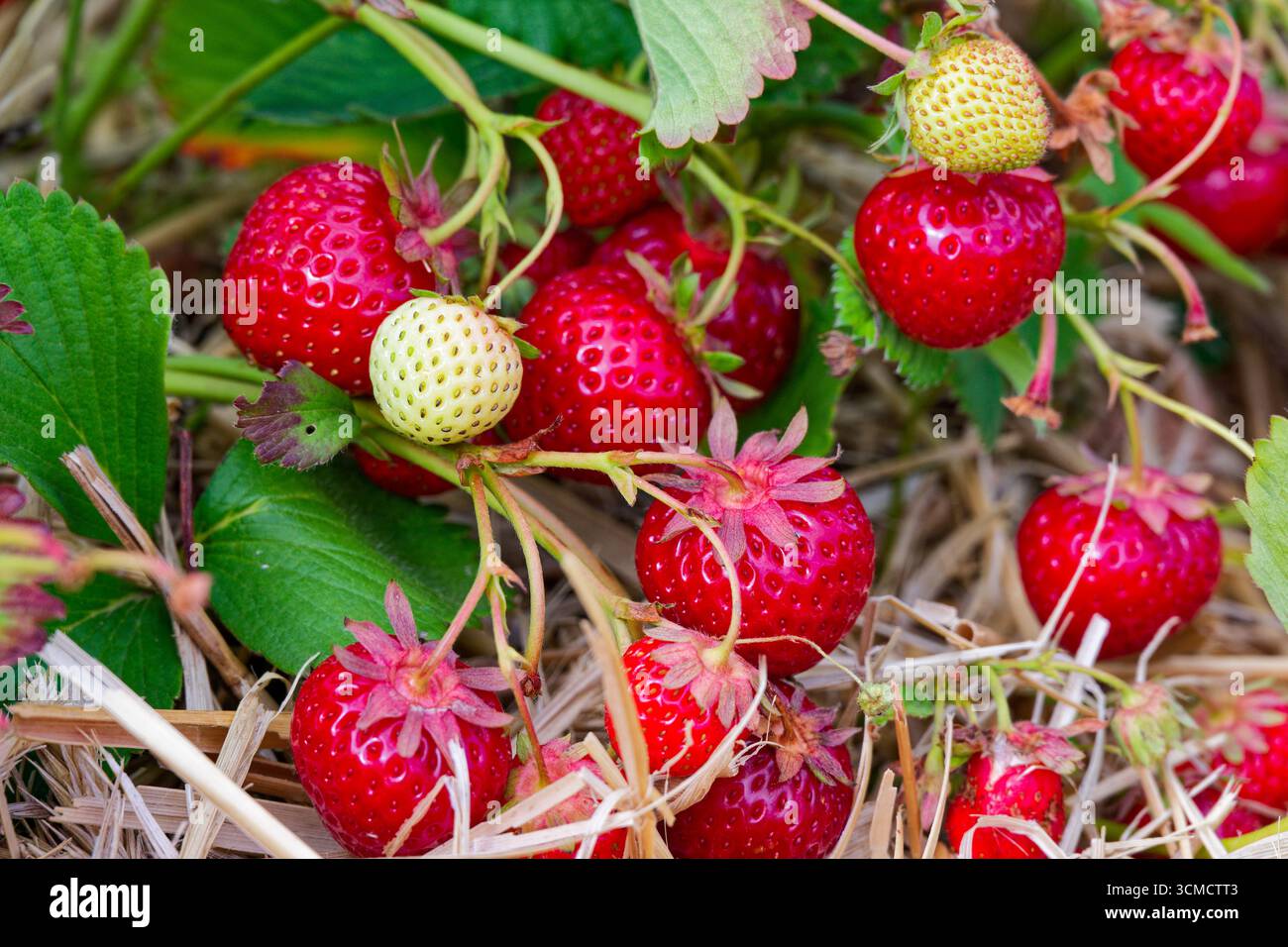 Semi Di Fragole Rifiorenti Rügen – Circa 100 Semi, Marchio Dürr Samen