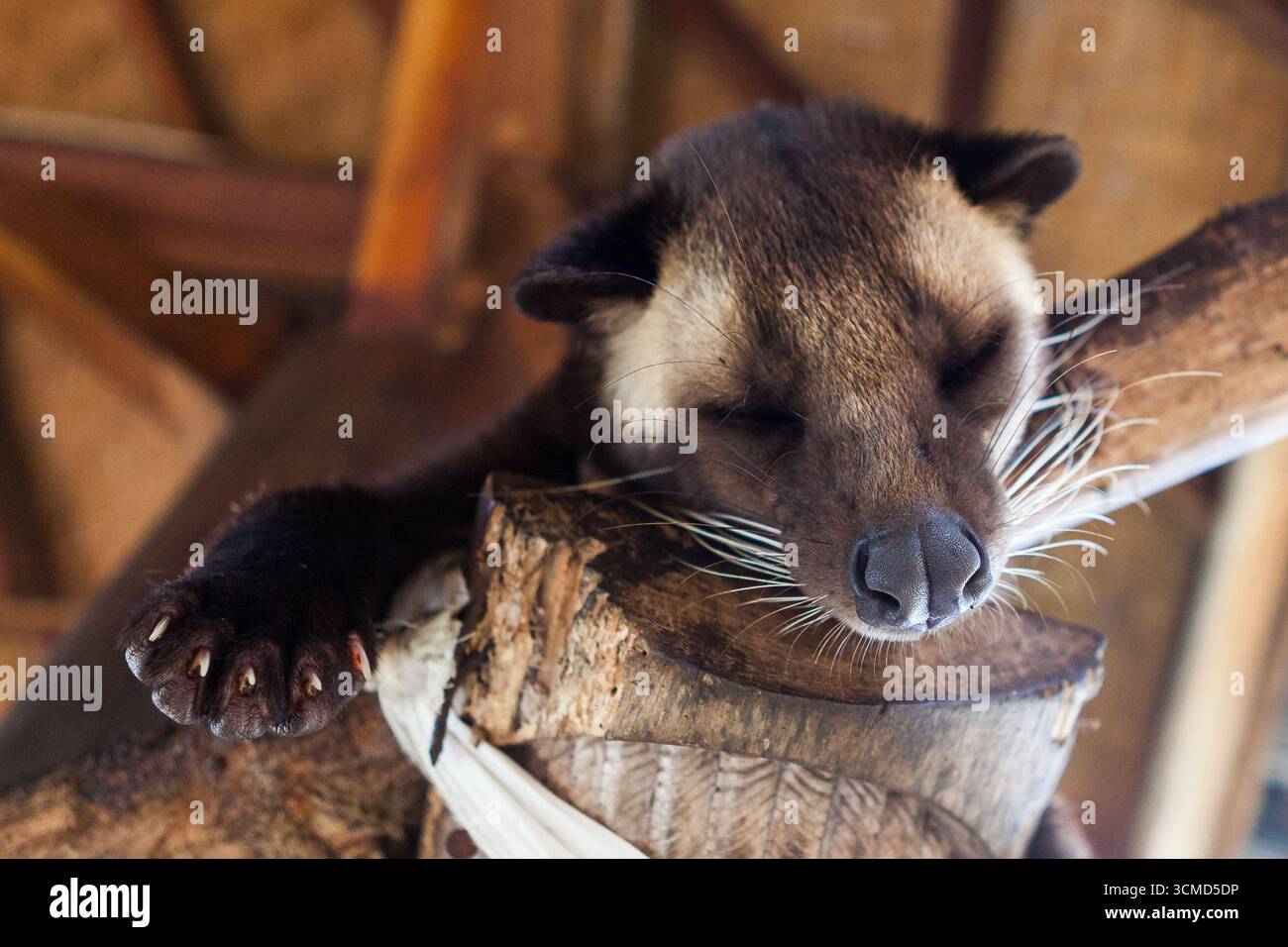 Immagine di un simpatico gatto di civet che dorme sotto il tetto. Animale famoso per il Kopi luwak, noto anche come caffè civet. Foto Stock