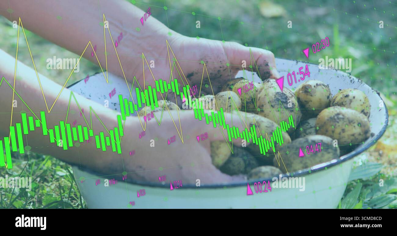 Maneggiare le patate fangose con le mani in una vasca in smalto bianco sull'erba del giardino, con rivestimento in candelabro Foto Stock