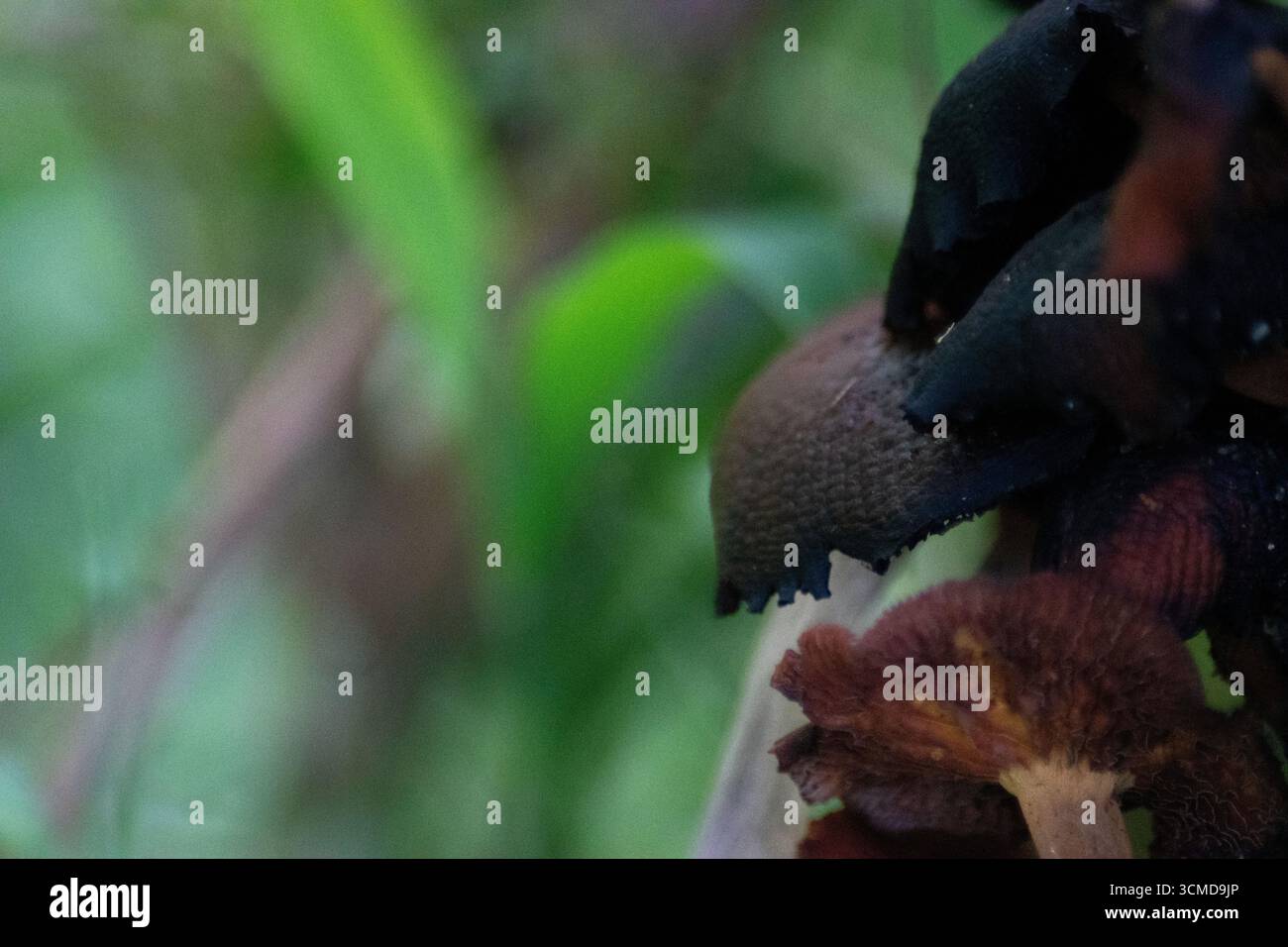 Funghi selvatici scuri macro Foto Stock