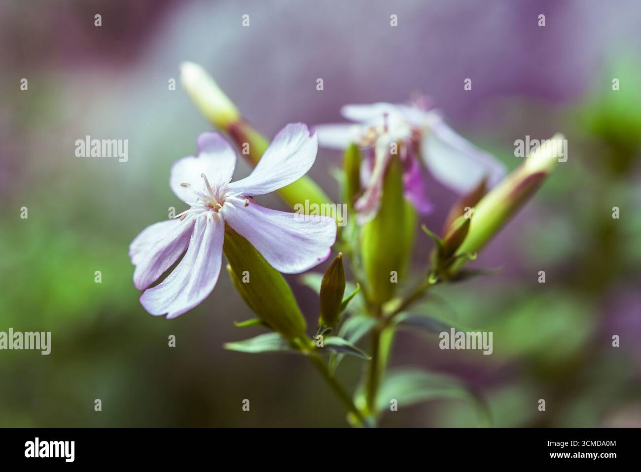 Delicato fiore rosa di Soapwort (Saponaria officinalis) con messa a fuoco morbida e sfondo verde e viola. Fotografia macro-naturale. Foto Stock