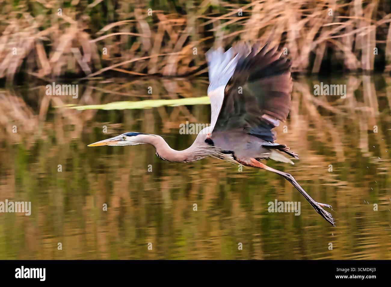 Grande airone blu che vola in basso sopra uno stagno con le ali in movimento. Foto Stock