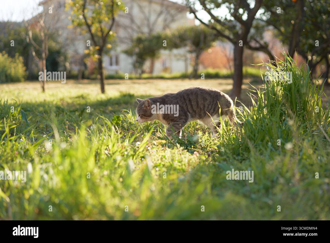 i gatti esplorano l'area erbosa vicino ai tronchi di alberi nel parco urbano. La luce naturale ne mette in risalto le forme. Foto Stock