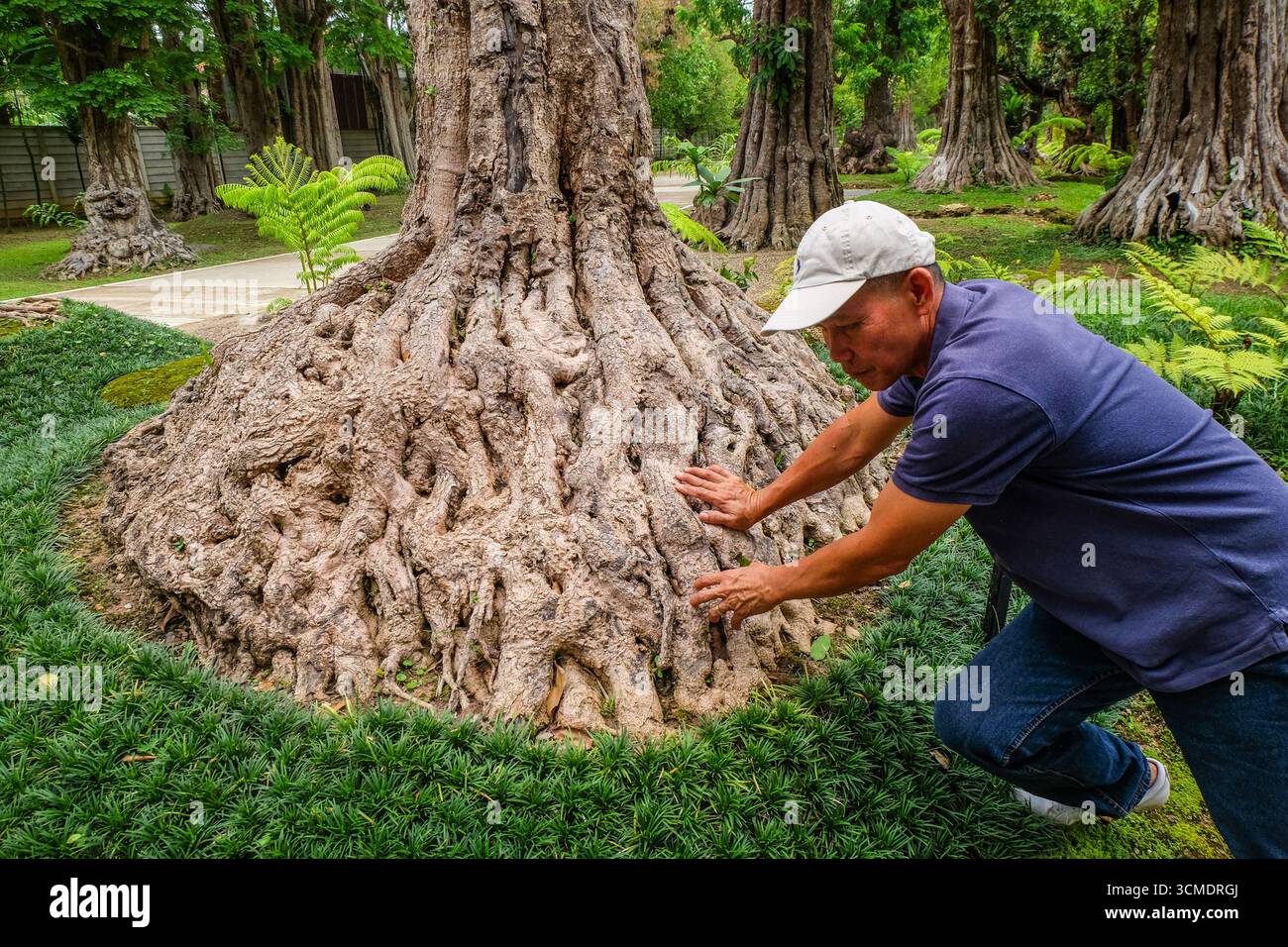 L'onorevole Thanacharoenrot sottolinea un sistema radicale insolito Foto Stock