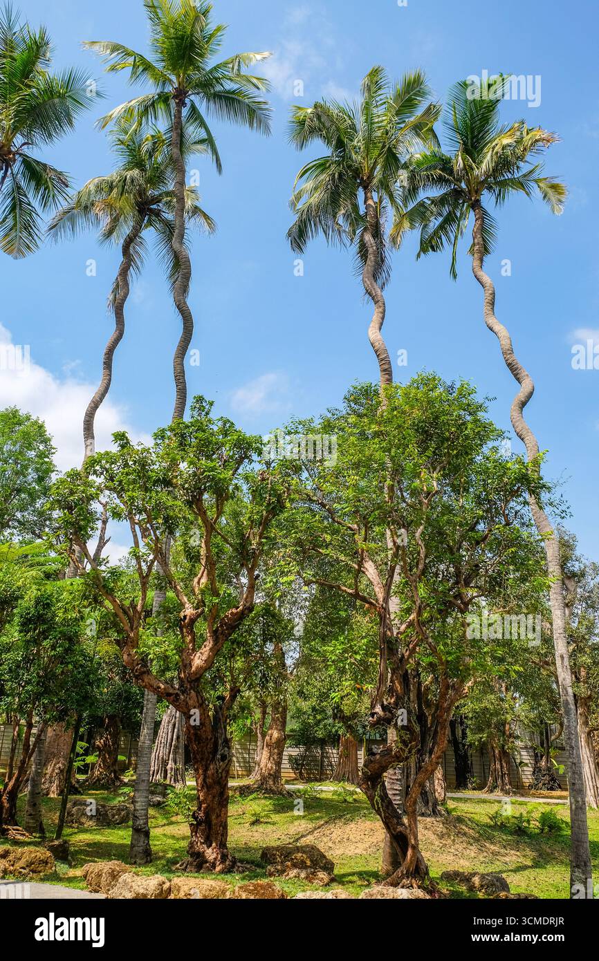 Le palme da cocco sembrano miscredenti della natura Foto Stock