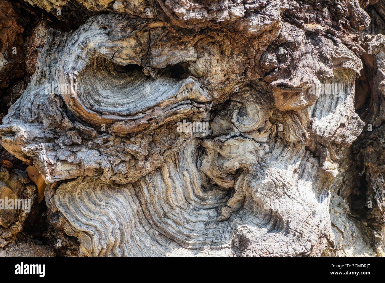 Modelli contorti nella corteccia di Shorea roxburghii G. Don Foto Stock