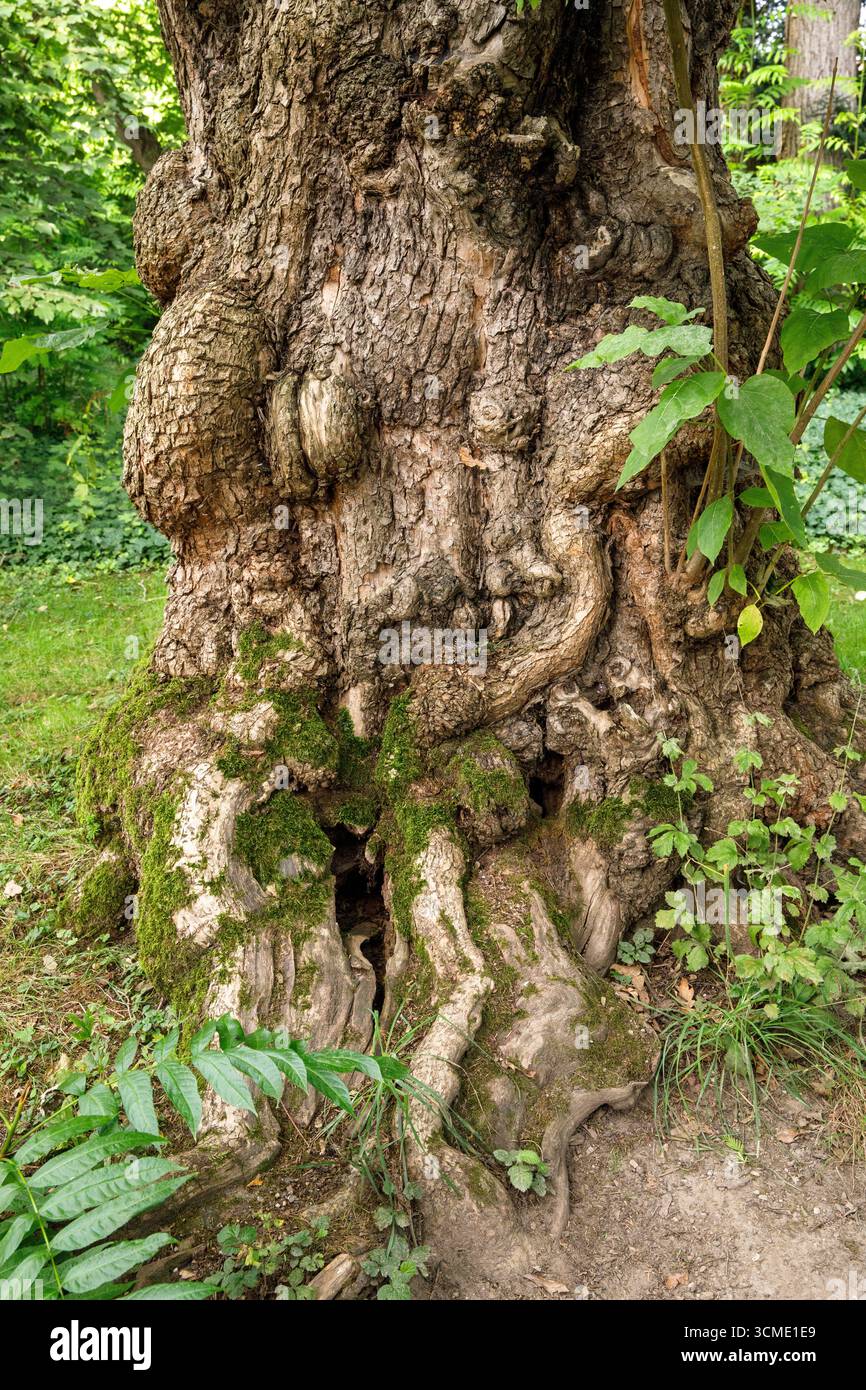 Tronco di un vecchio castagno nella Flora, l'Orto Botanico di Colonia, Germania. Stamm einer alten Kastanie in der Flora, dem Botanischen Garten Foto Stock
