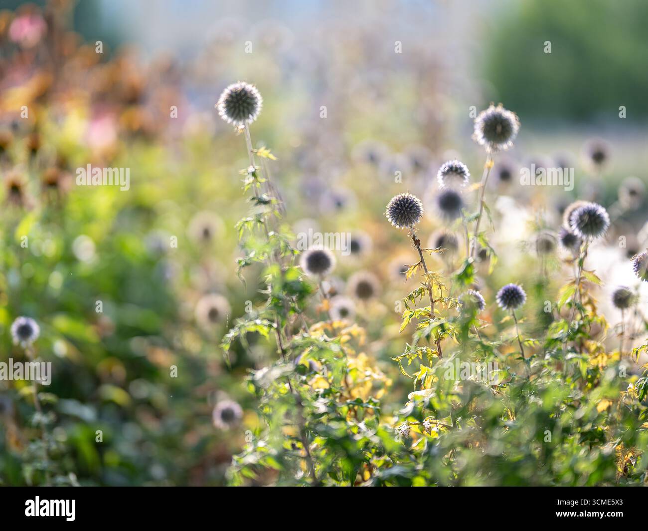 Blue-Globe Thistle alla luce autunnale in un letto di fiori in un parco cittadino di Norrköping a settembre in Svezia. Foto Stock