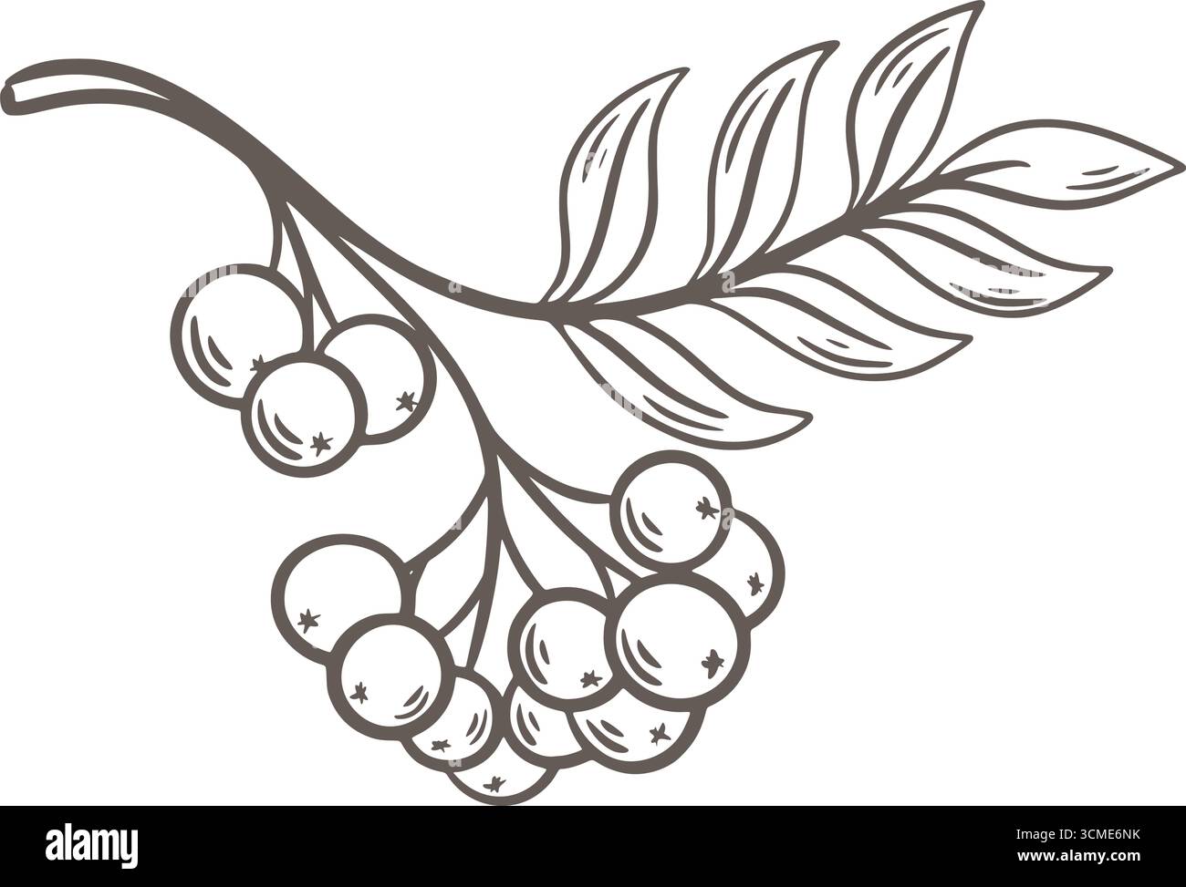 Illustrazione in stile schizzo Rowan twig doodle. Schizzo nero disegnato a mano di frutti di bosco su un ramo con foglie. Ramo di bacca vintage, elemento vettoriale Illustrazione Vettoriale