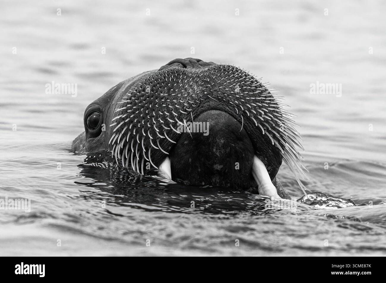 Tricheco adulto, Odobenus rosmarus, nuota nell'Oceano Artico al largo della costa delle Svalbard. Vista frontale in primo piano che mostra la faccia che emerge dall'acqua. Foto Stock