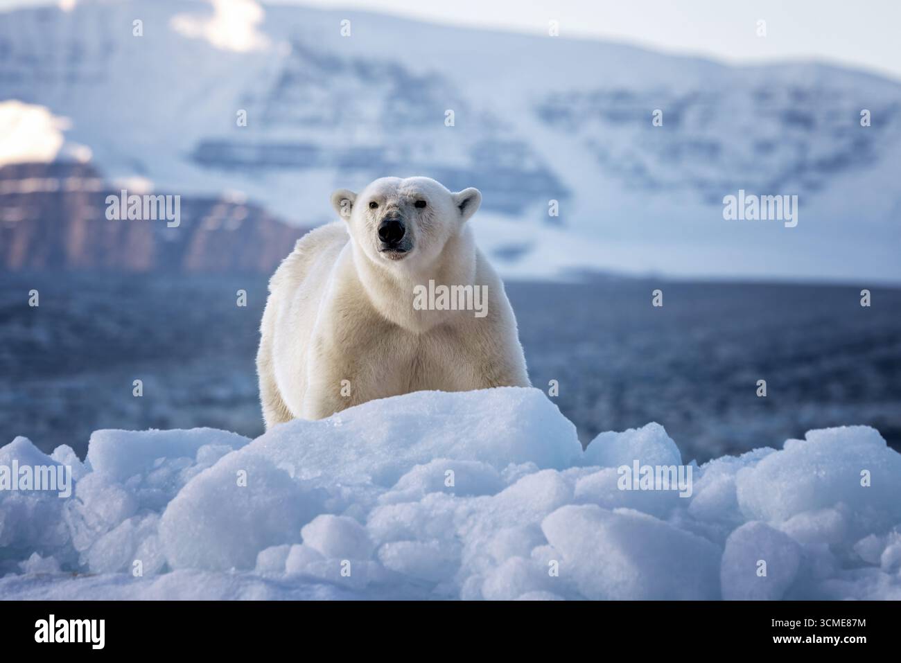 Orso polare, ursus maritimus e le montagne di roccia rossa di Vikinge Bay, Scoresby Sund, Groenlandia. Vista frontale di una donna adulta in piedi su un ghiaccio blu Foto Stock