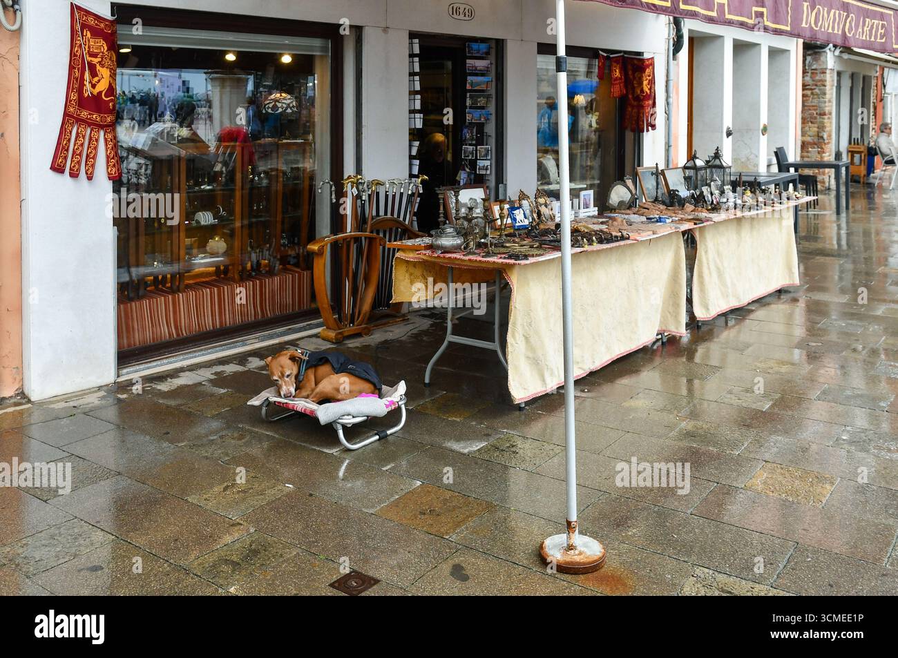 Un simpatico cane che si spiegherà su un letto di fronte a un negozio di antiquariato, accanto a una bancarella che espone vari oggetti in vendita, in un giorno di primavera piovoso, Venezia, Italia Foto Stock