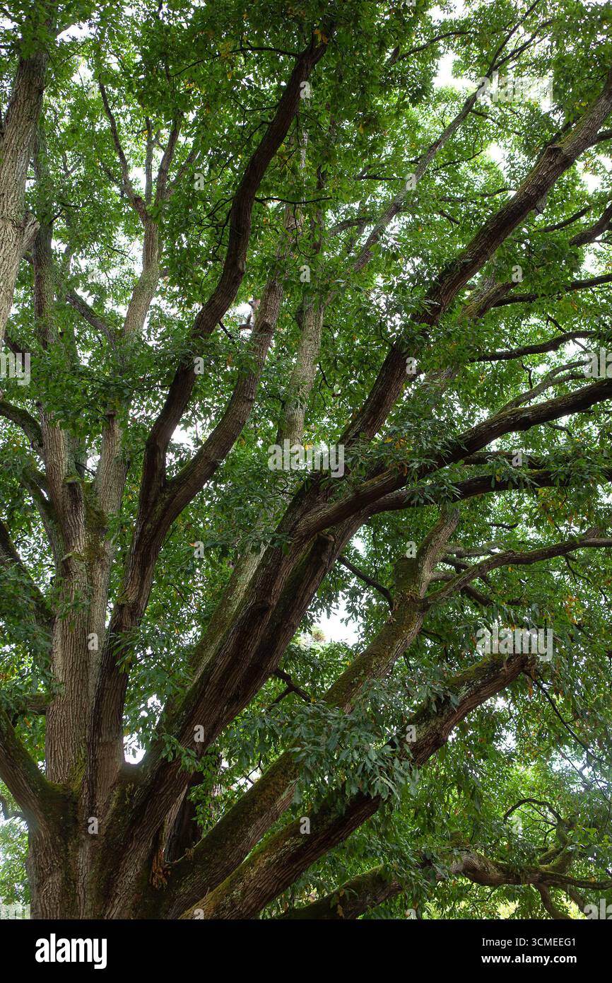 Grande olmo in un parco francese Foto Stock