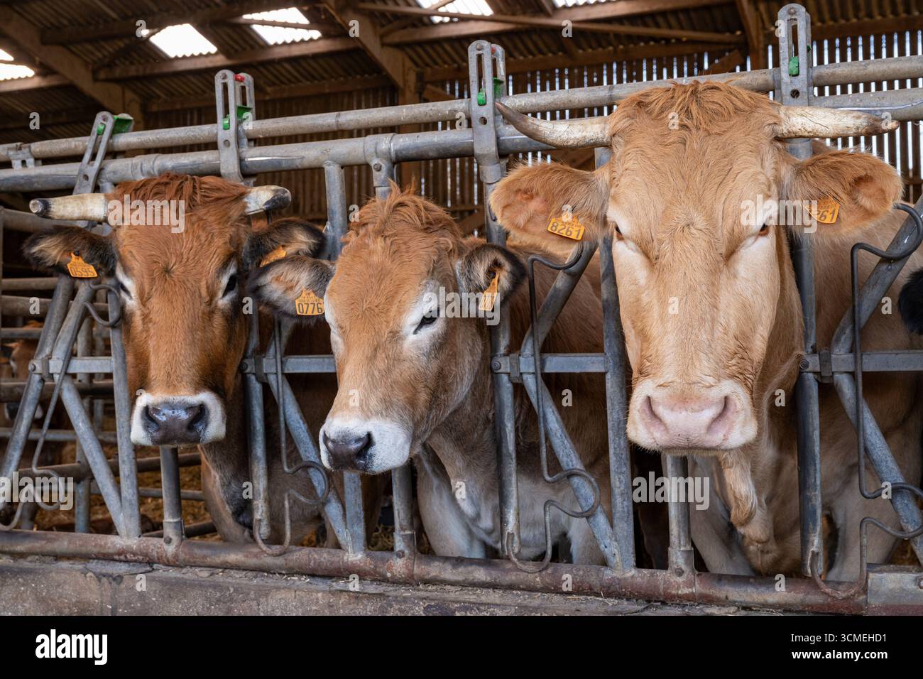 Costruzione per l'ingrasso del bestiame. Linea di vacche nutrici davanti alla recinzione di alimentazione. Razze Parthenaise e Blonde d'Aquitaine Foto Stock