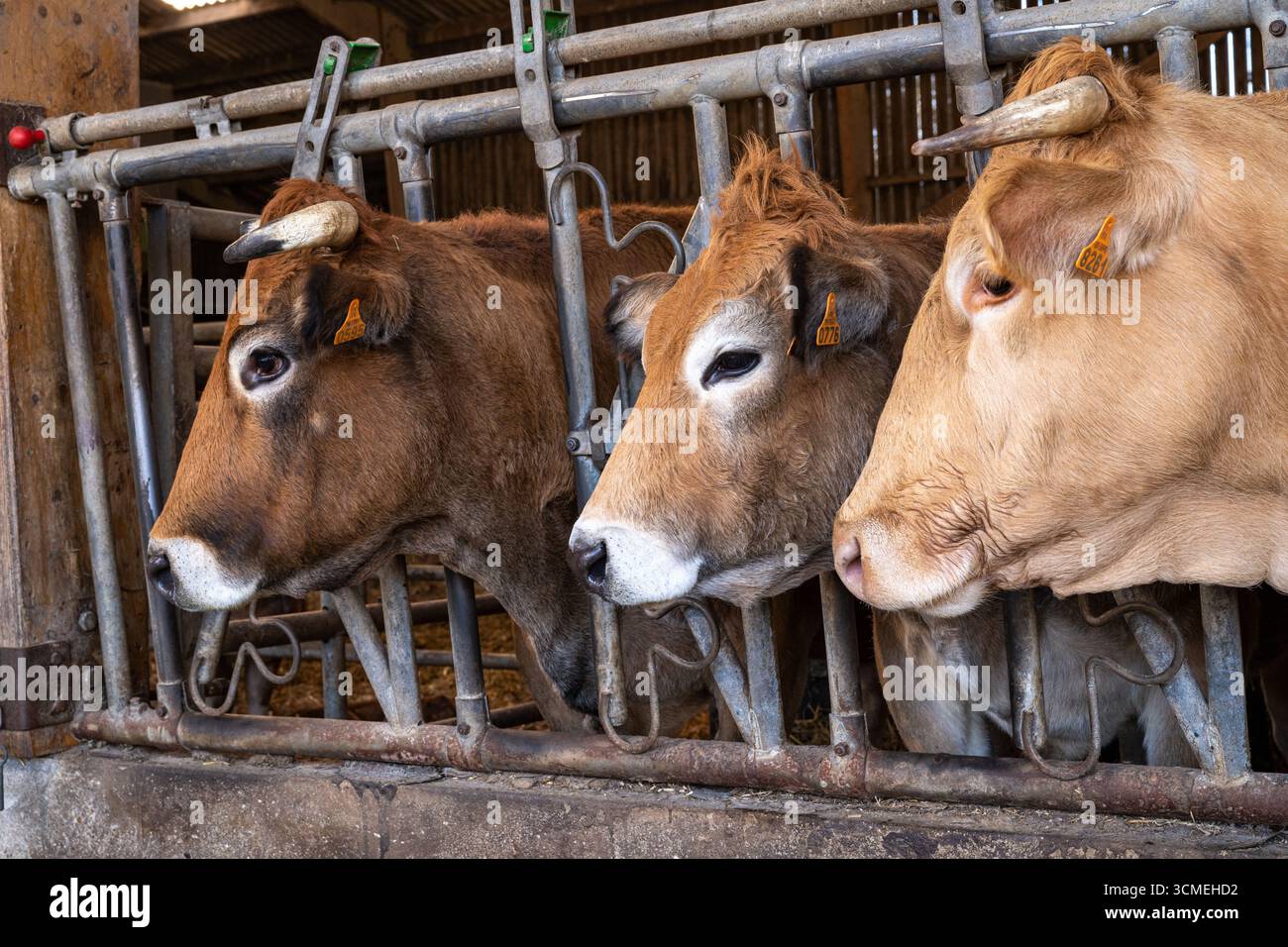 Costruzione per l'ingrasso del bestiame. Linea di vacche nutrici davanti alla recinzione di alimentazione. Razze Parthenaise e Blonde d'Aquitaine Foto Stock