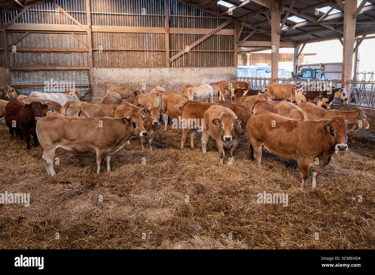 Costruzione per l'ingrasso del bestiame. Vacche nutrici di diverse razze in stalla di paglia: Parthenaise, Charolais, Normande, Limousin, Salers e Blonde Foto Stock