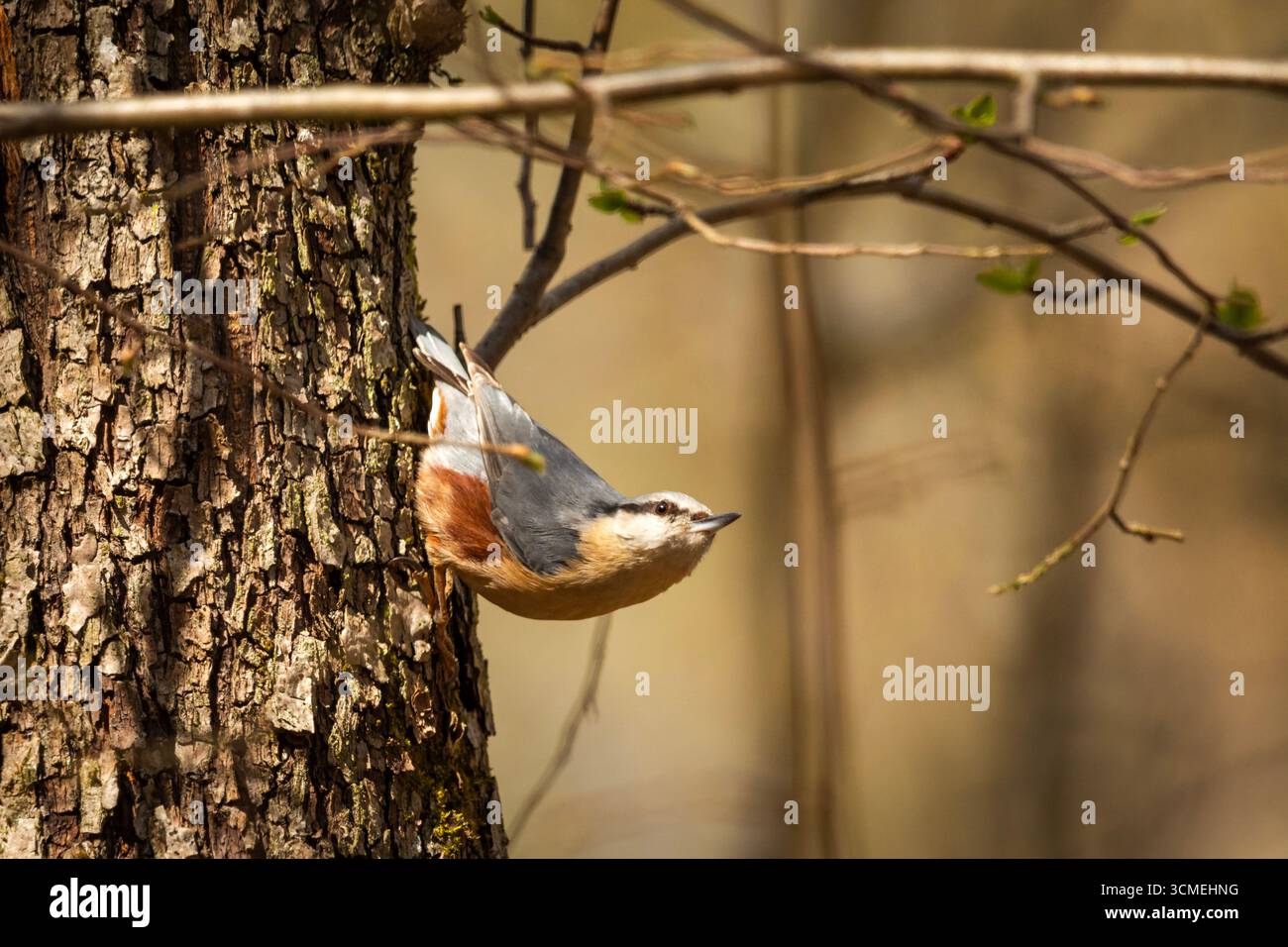 Uccello Nuthatch su un albero, giorno di primavera Foto Stock