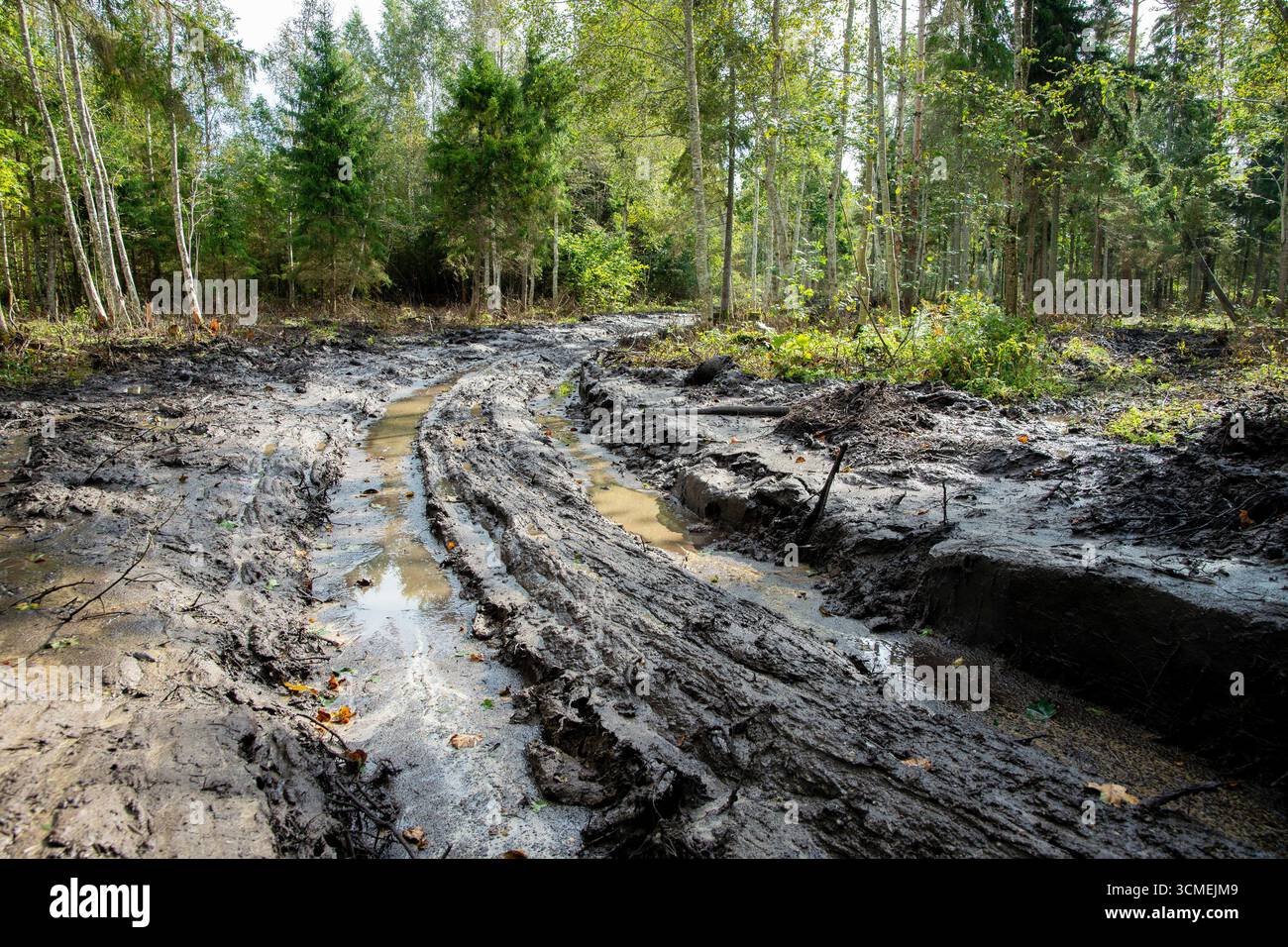 Solchi umidi e fangosi profondi nella foresta causati da macchinari forestali, natura all'aperto in estate. Foto Stock