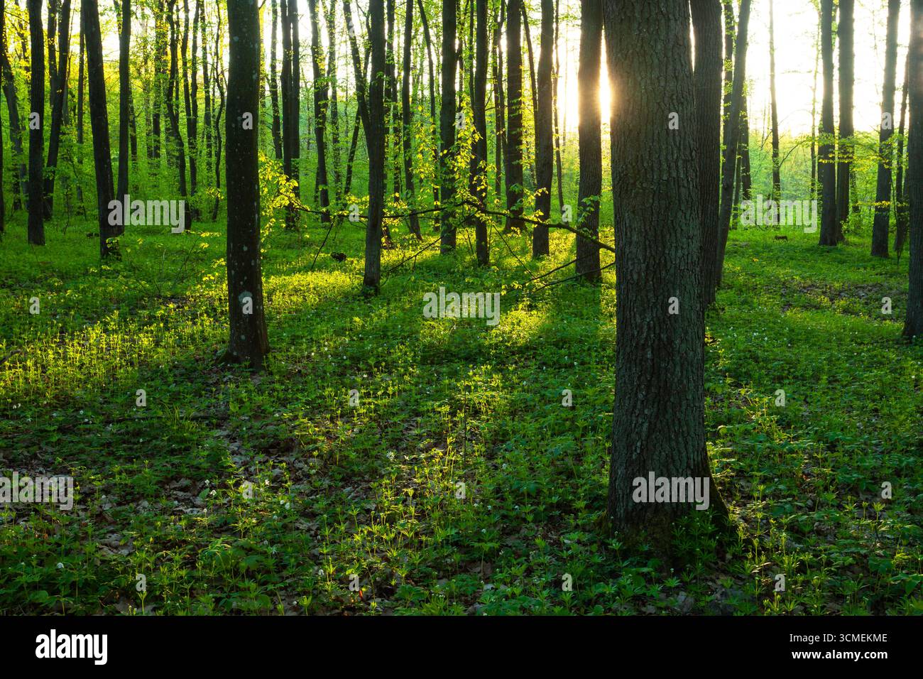 Luce solare e ombre nella foresta primaverile, Polonia orientale Foto Stock