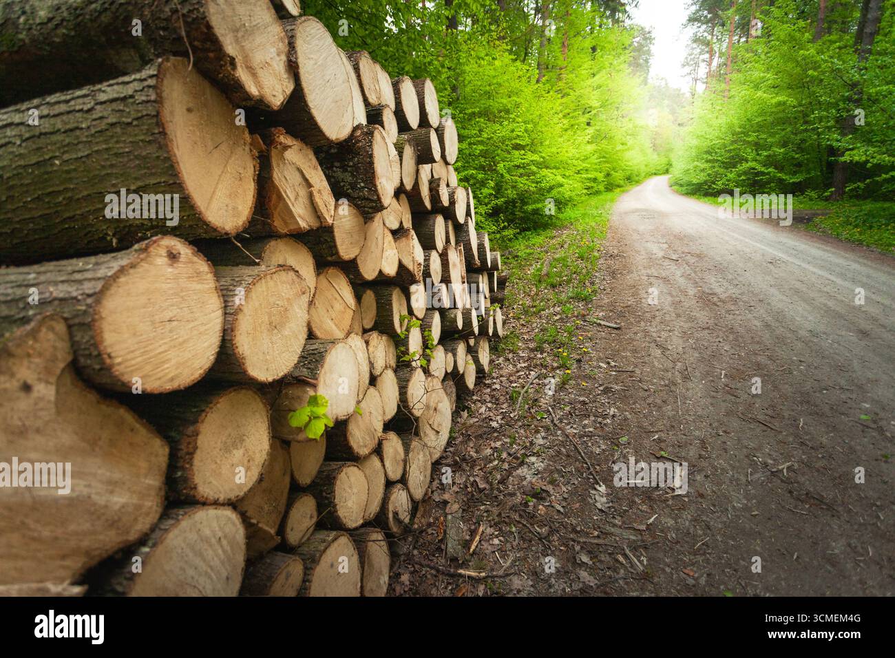 Primo piano di un mucchio di legno lungo una strada sterrata in una foresta primaverile, la Polonia orientale Foto Stock