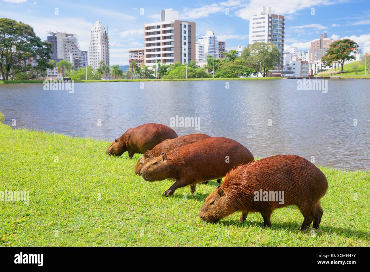 Gruppo di capybara che pascolano sull'erba verde accanto al lago con strade edifici sullo sfondo. Questo sorprendente contrasto tra fauna selvatica e paesaggio urbano Foto Stock