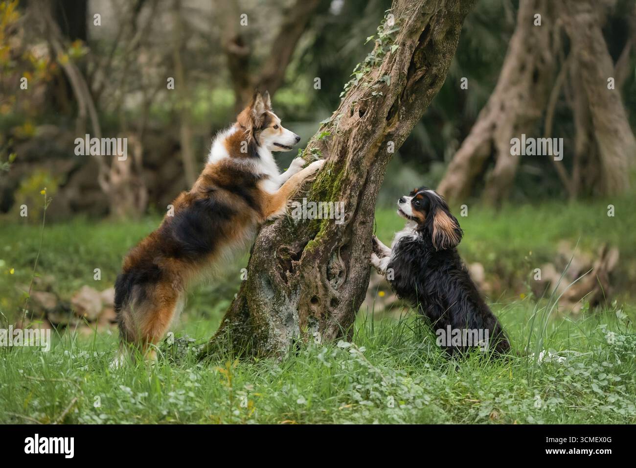 Simpatico Collie e Cavalier King Charles Spaniel che si divertono nella natura Foto Stock