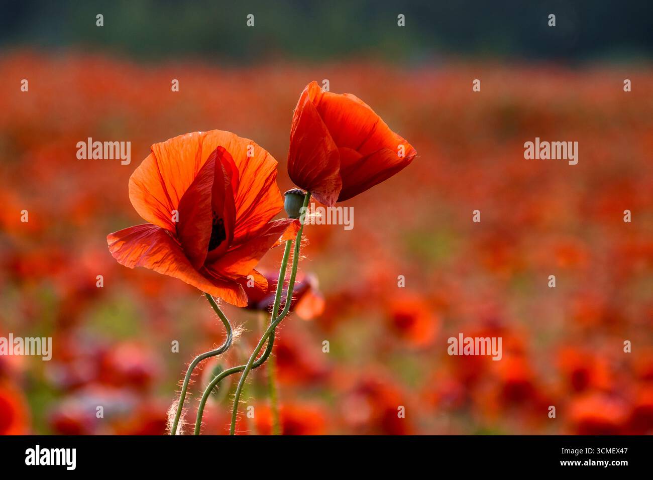 papaveri rossi sul campo. immagine di sfondo per ricordo o giorno anzac. splendido paesaggio di campagna con fiori al tramonto. messa a fuoco selettiva Foto Stock