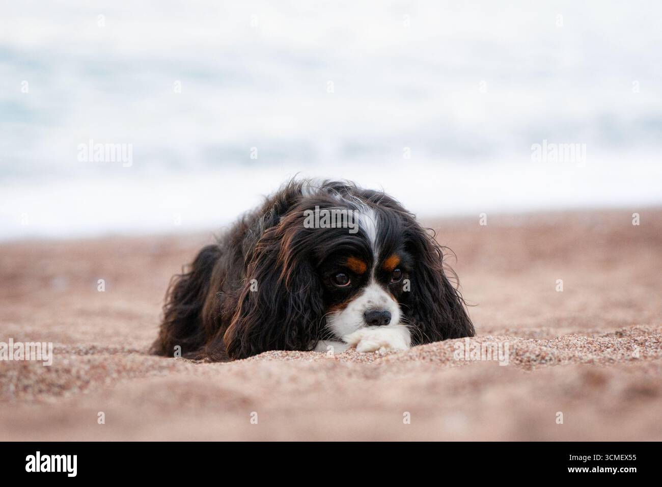 Il Cavalier King Charles Spaniel corre liberamente all'aperto Foto Stock