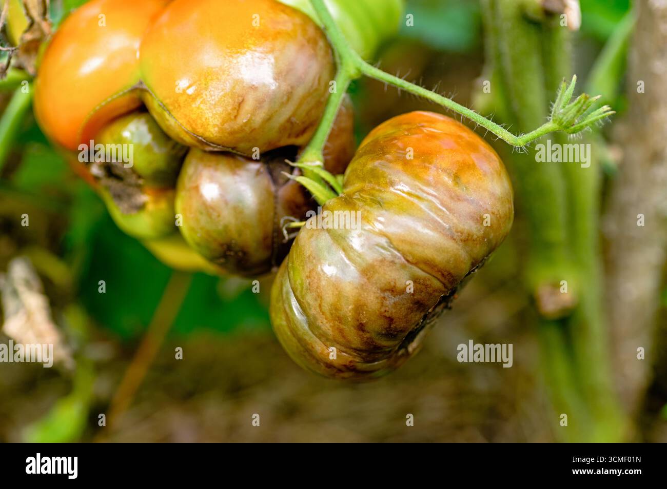 Macro primo piano dei frutti di pomodoro colpiti da malignità tardiva (Phytophthora infestans) con tipica marciume bruno e leathery lesioni, cr comune e distruttivo Foto Stock