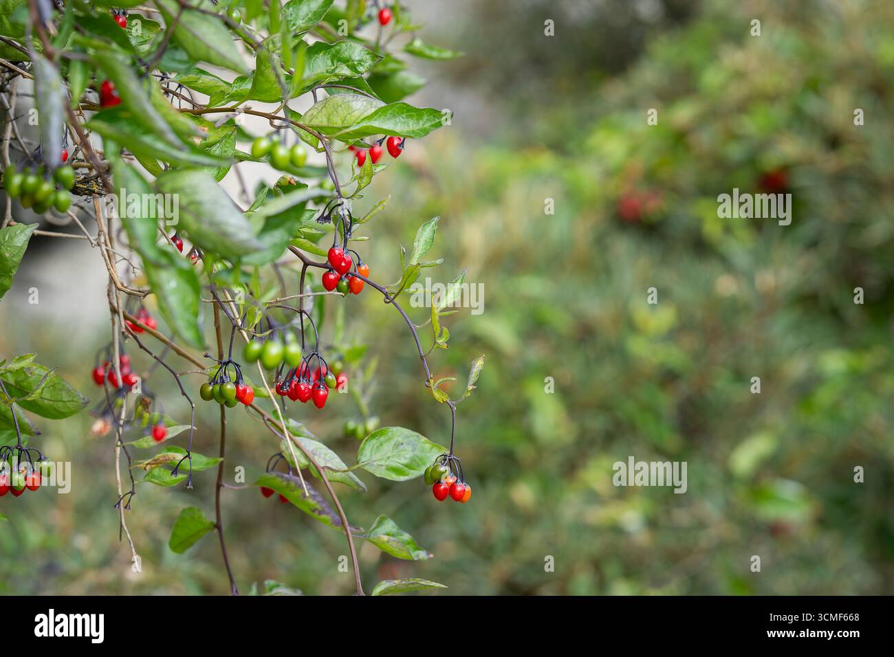 Tonalità notte amaro, tonalità notte micidiale (Solanum dulcamara), pianta con bacche mature. Bacche di arbusto Solanum dulcamara o Woody nightshade. Foto Stock