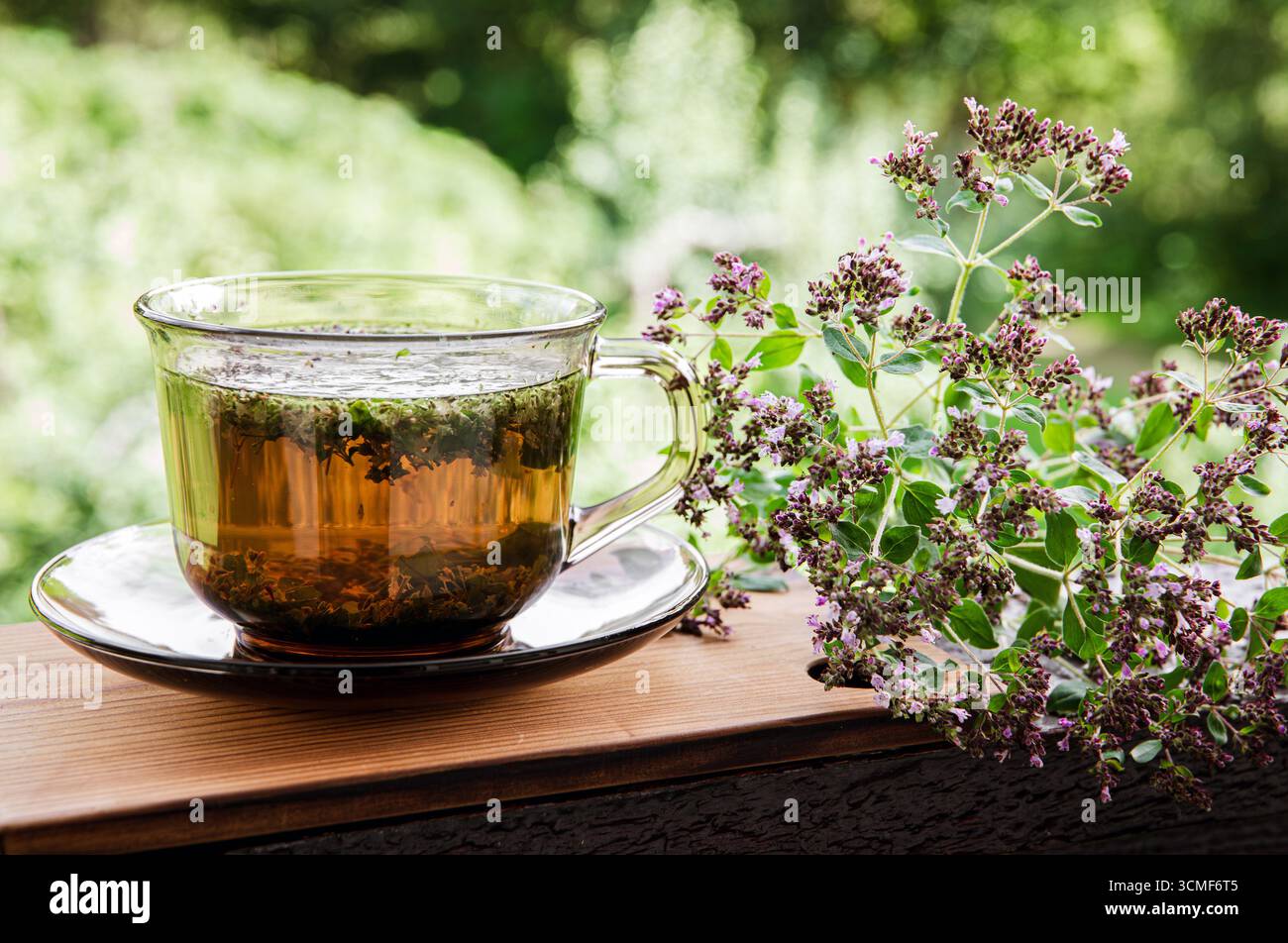 Origano fatto in casa, tè alle erbe all'Origanum vulgare in una tazza di tè di vetro. Bevanda calda fumante con fiori freschi di origano in fiore, tavola di legno e natura Foto Stock