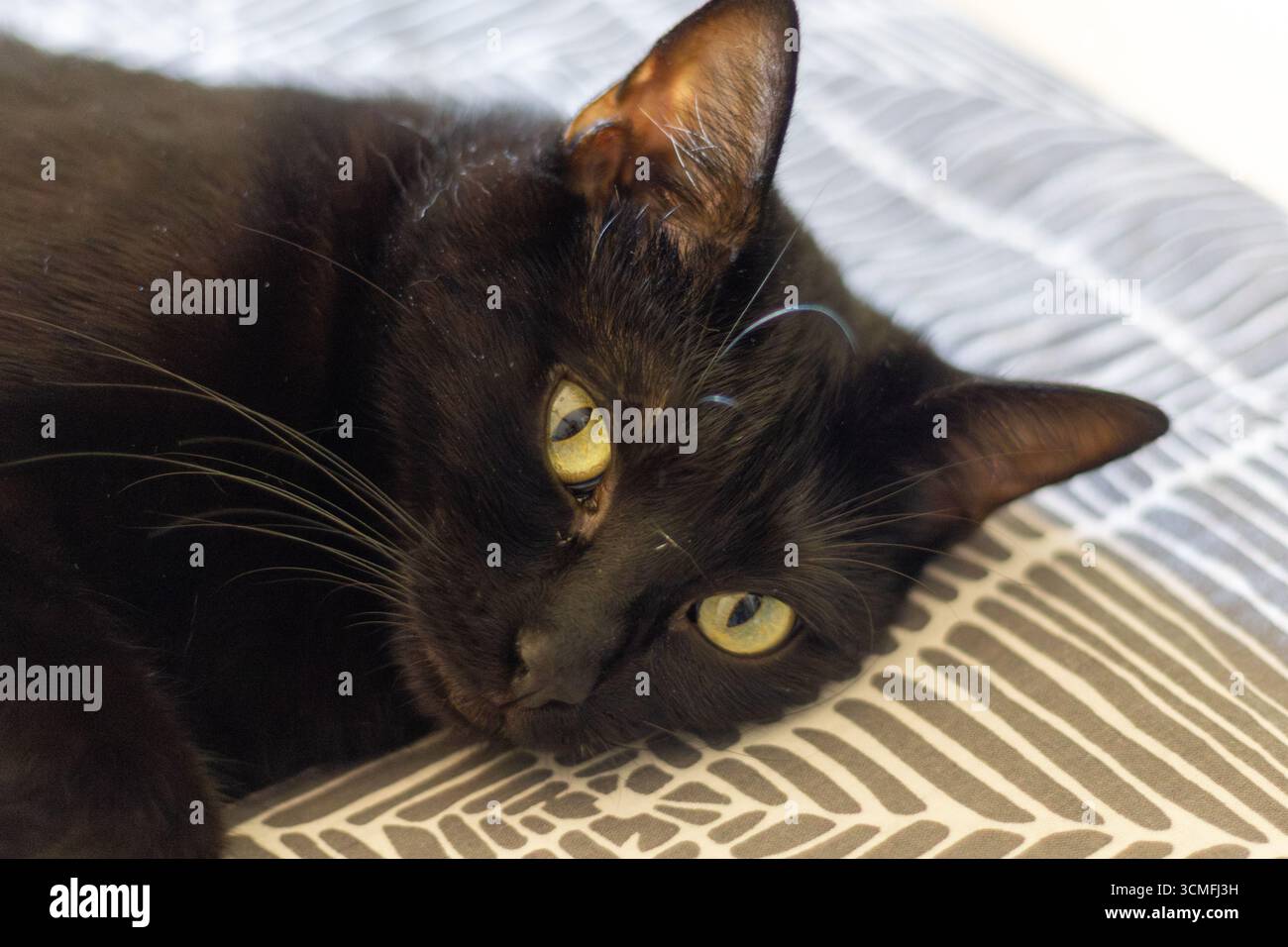 Gatto nero che poggia la testa su una coperta a motivi morbidi, godendo di un momento di pace e comfort Foto Stock
