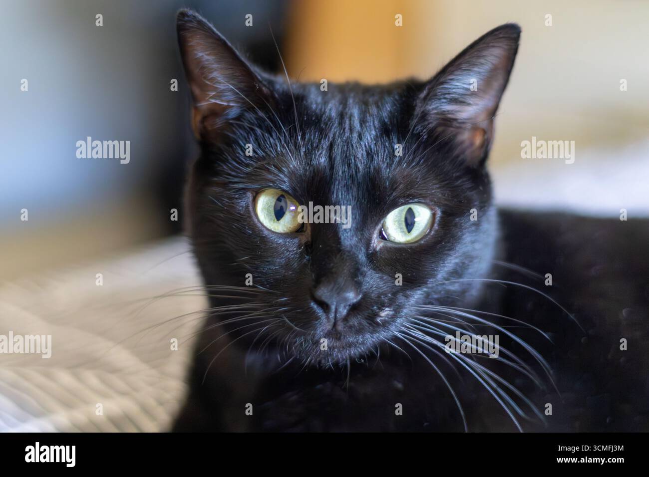 Gatto nero sdraiato su una morbida coperta, che guarda intensamente con gli occhi verdi, trasuda un'aura di calma e comfort Foto Stock