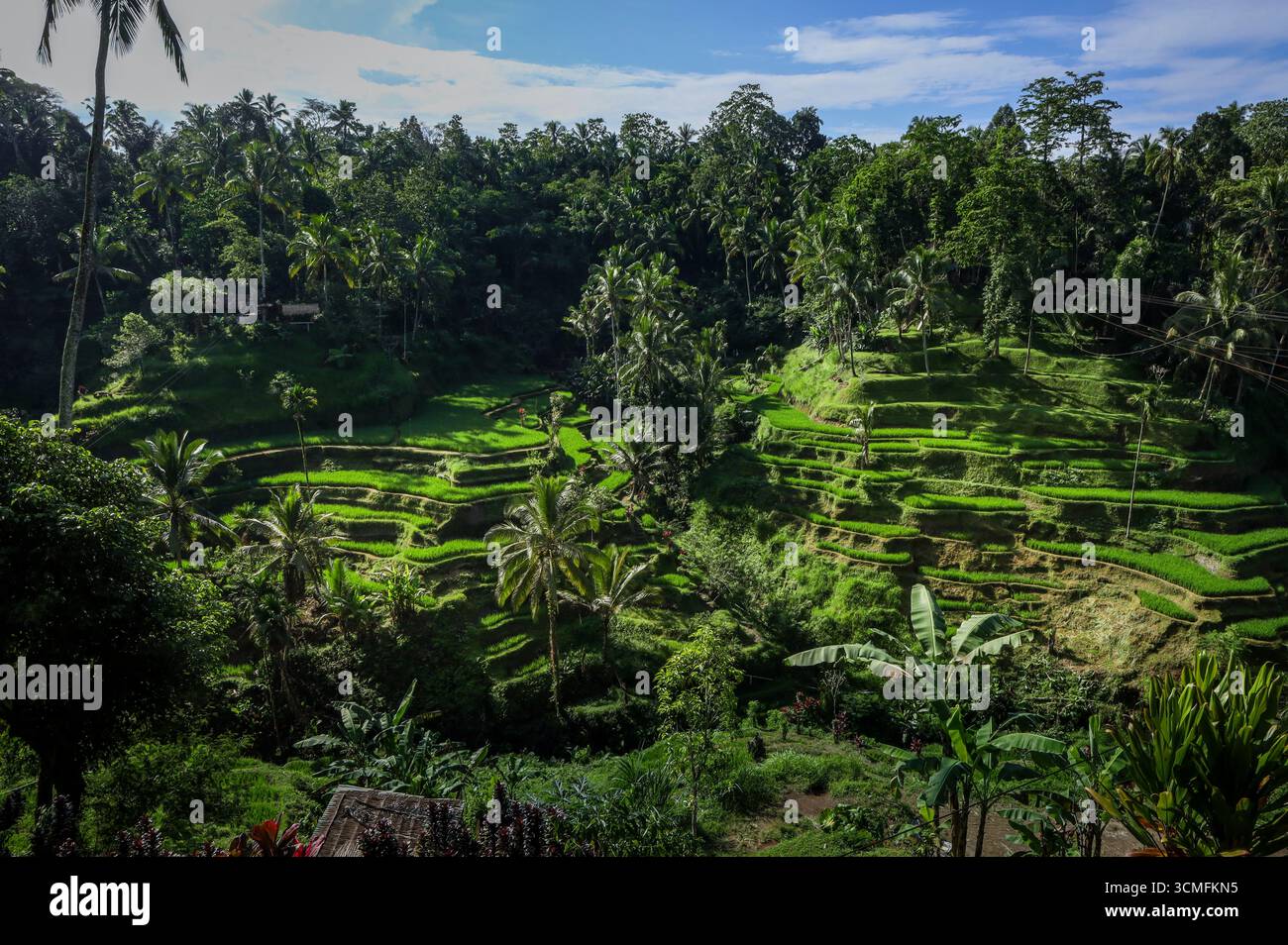 Terrazze di riso Tegallalang vicino a Ubud, Bali. Verde idilliaco paesaggio tropicale, nessuna gente. Foto Stock