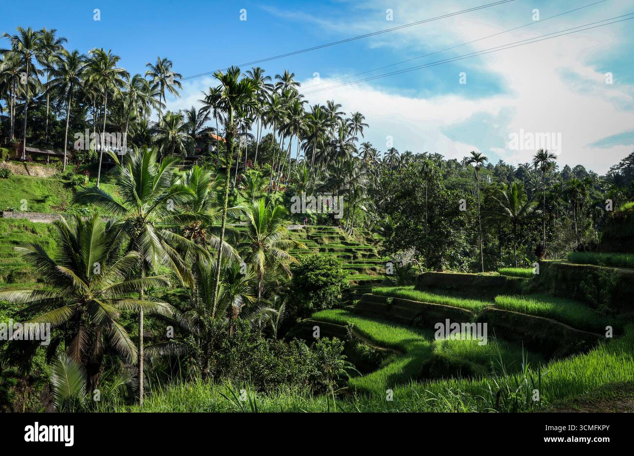 Terrazze di riso Tegallalang vicino a Ubud, Bali. Verde idilliaco paesaggio tropicale, nessuna gente. Foto Stock