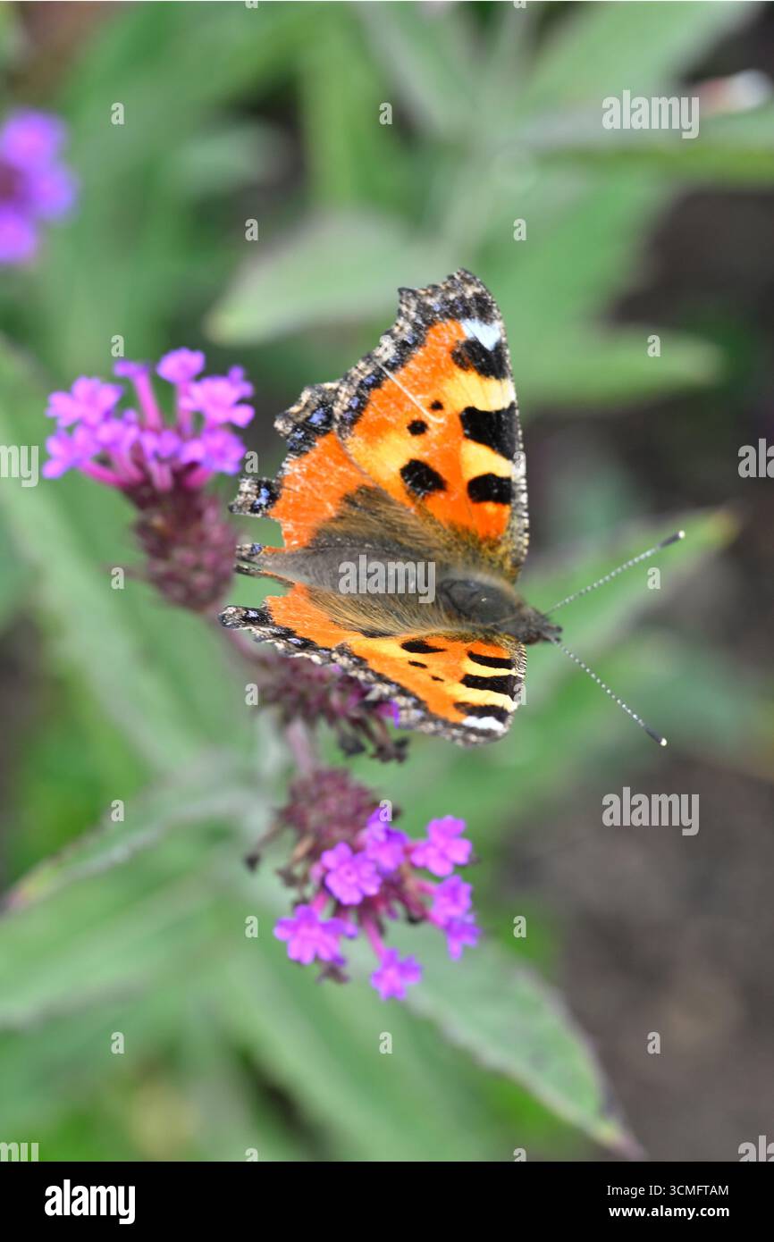 Farfalla di tartaruga Aglais orticae sui fiori viola estivi di Verbena rigida o slanciata vervain UK Garden settembre Foto Stock