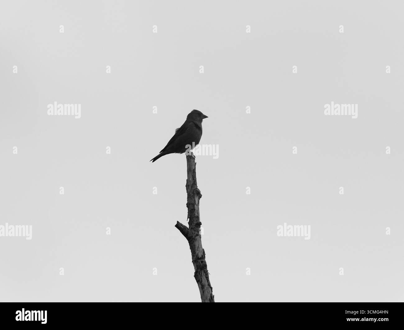 Silhouette di un Greenfinch sulla parte superiore di un ramo Foto Stock