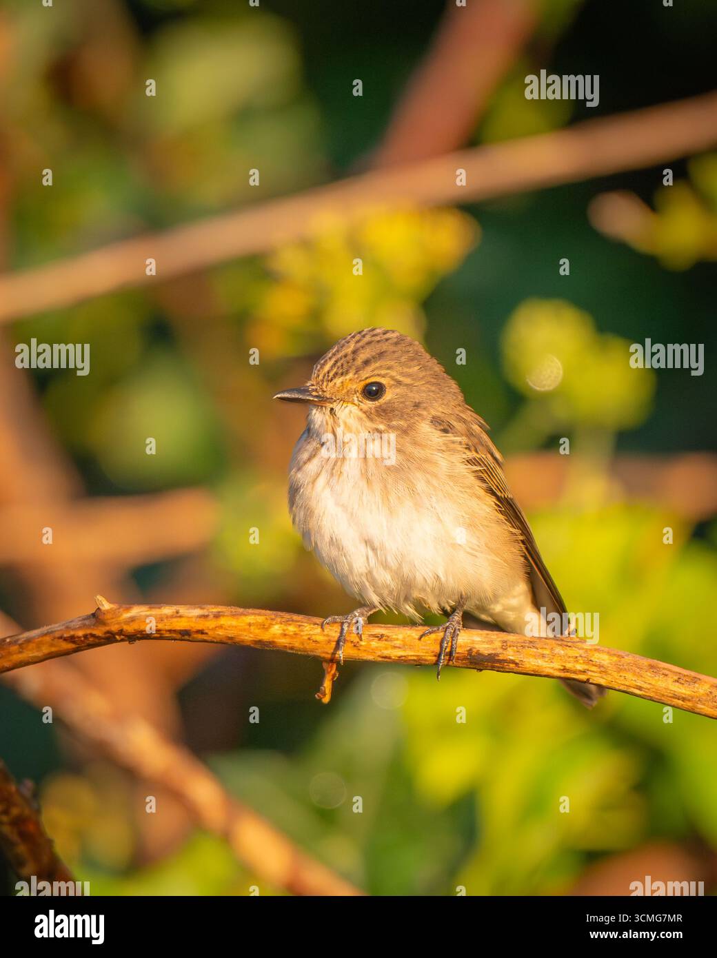 Un Flycatcher macchiato arroccato su un ramo con fogliame verde sullo sfondo, vista ritratto. Foto Stock