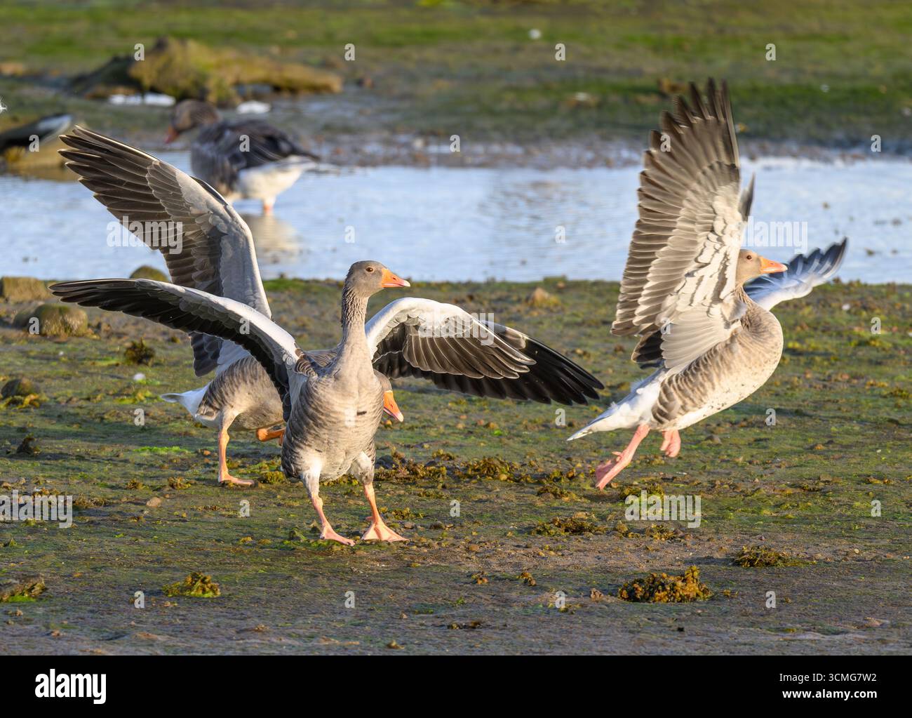 Oche grigie nella natura selvaggia in Scozia su una costa della riserva della baia di Udale RSPB. Le oche si inseguono a vicenda. Foto Stock