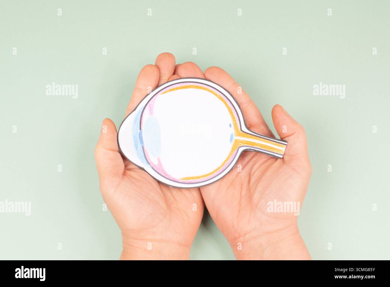 Occhio umano con pupilla, retina, iride e nervo ottico, organo visivo, anatomia, parte del corpo, bulbo oculare Foto Stock