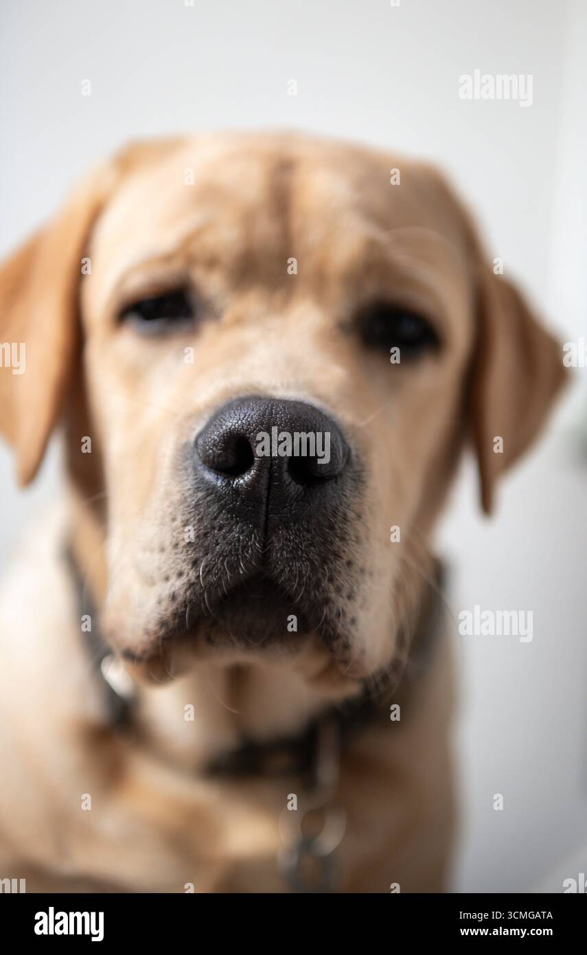 Un ritratto di un giovane cane labrador di 6 mesi in posa per la sua foto del passaporto Foto Stock