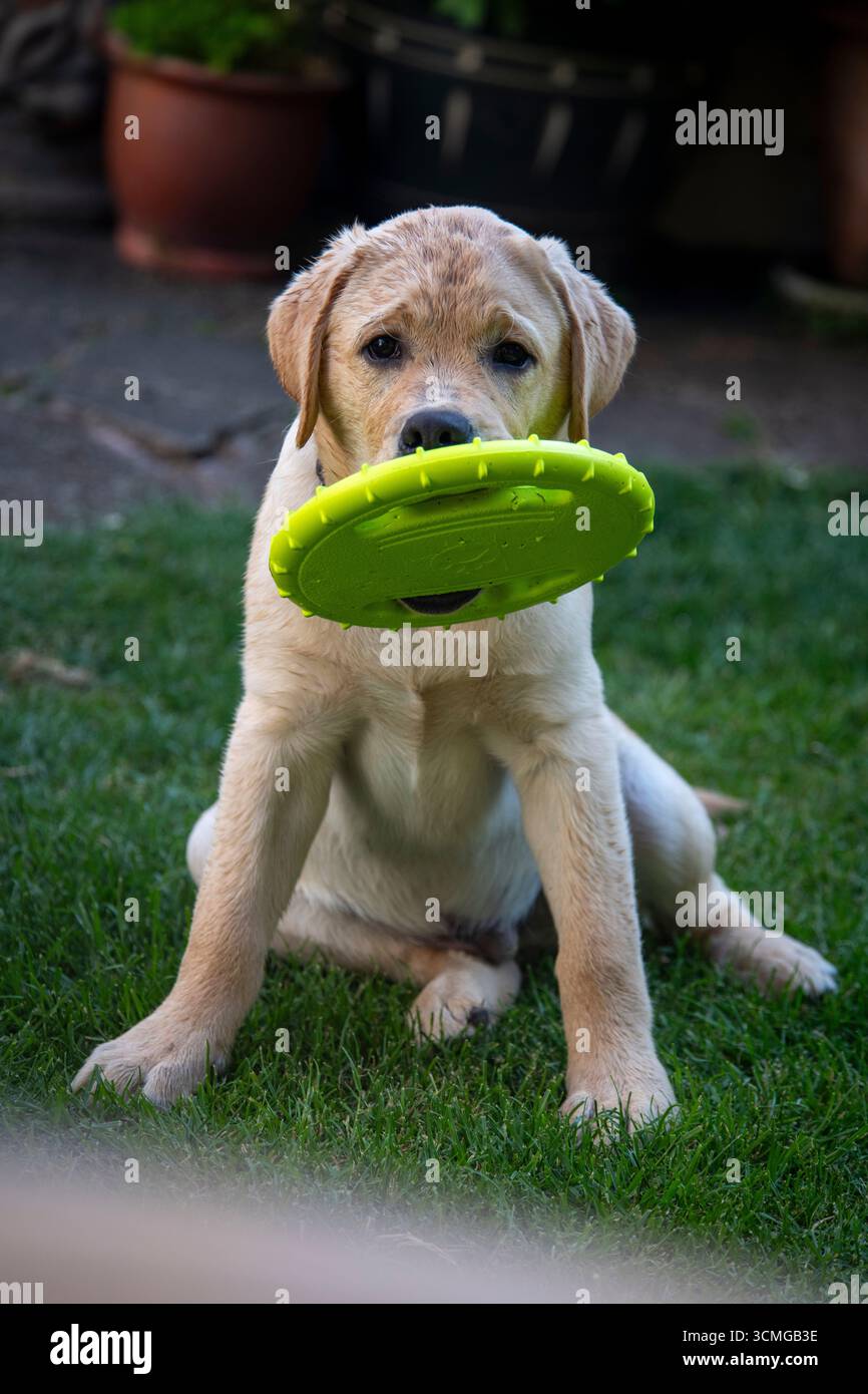 Un giovane cane labrador seduto in giardino in una serata estiva con un giocattolo tipo frisbee verde chiaro in bocca Foto Stock