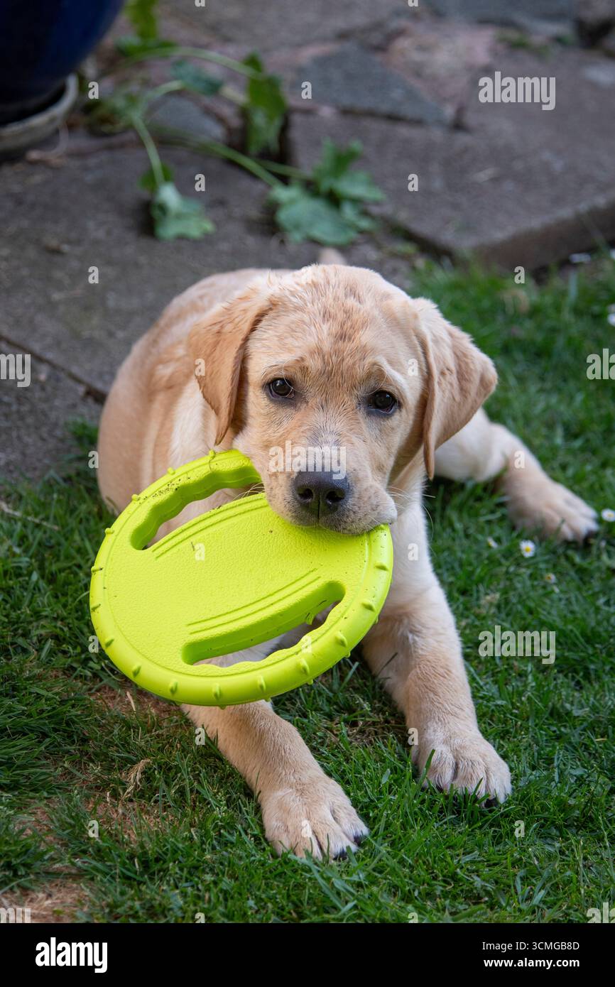 Un giovane cane labrador seduto in giardino in una serata estiva con un giocattolo tipo frisbee verde chiaro in bocca Foto Stock