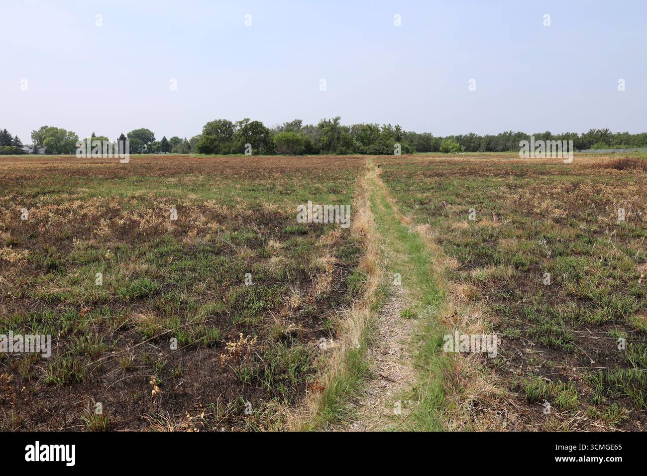 stretto sentiero pedonale attraverso i prati erbosi della prateria che inizia a rinnovarsi dopo ustioni controllate Foto Stock