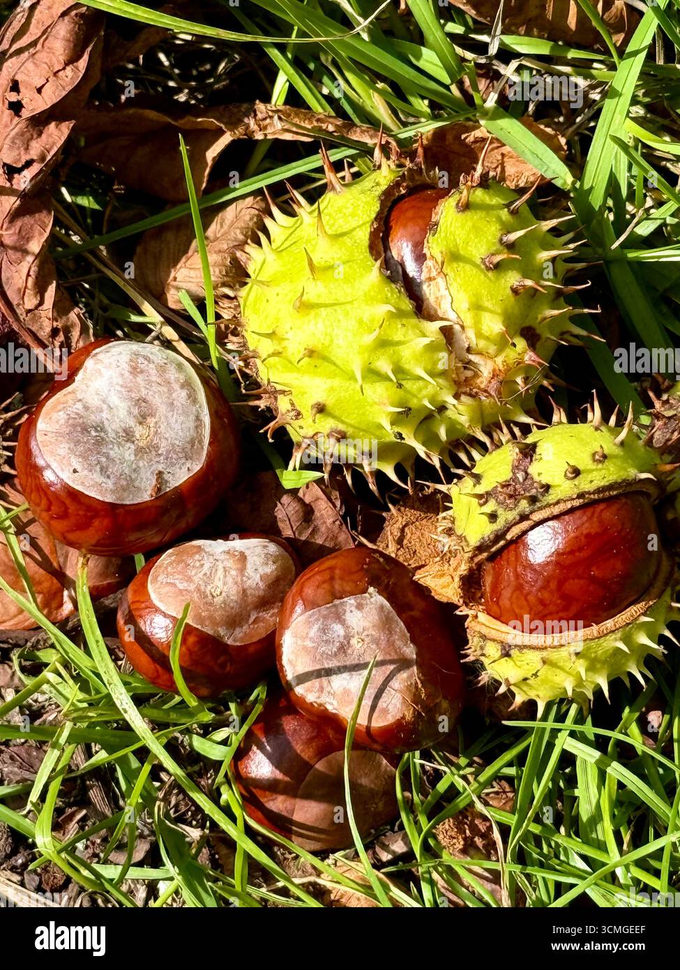 Conkers nella campagna inglese Foto Stock