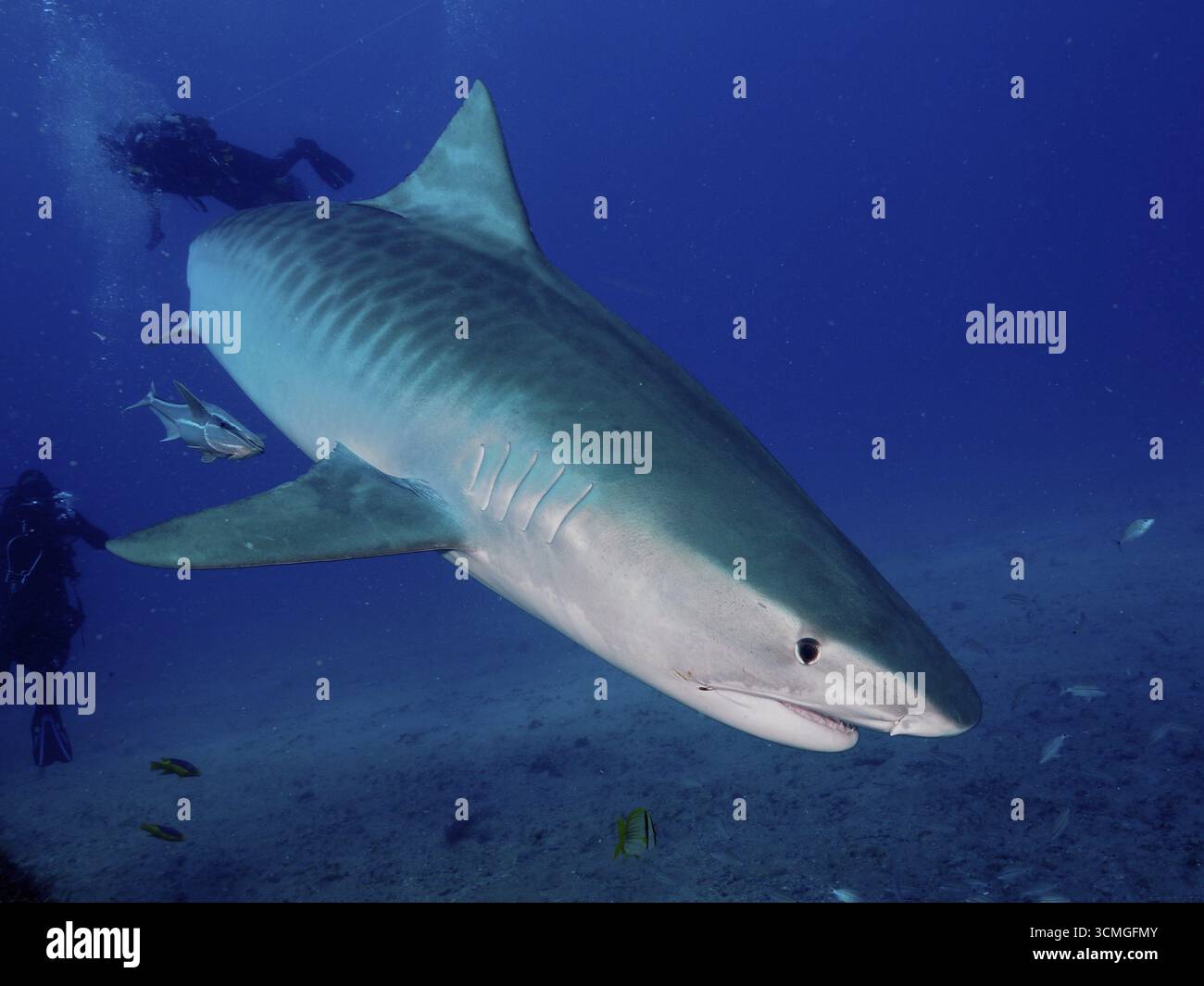 Grande squalo tigre (Galeocerdo cuvier) in acque profonde con i subacquei nelle vicinanze che osservano l'animale, circondato dall'oceano blu. Sito di immersione Bonair, Giove, Flori Foto Stock