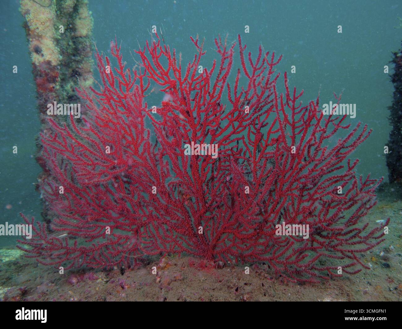 Corallo rosso, gorgonie di alto mare (Iciligorgia schrammi), su fondali sabbiosi, circondati da piante acquatiche, in acque limpide e verdi. Sito di immersione Amber Jack Foto Stock